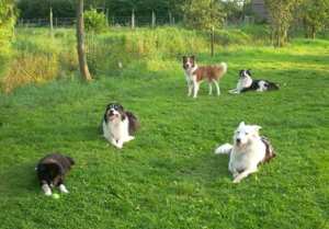 20110827Merlin3 028.jpg